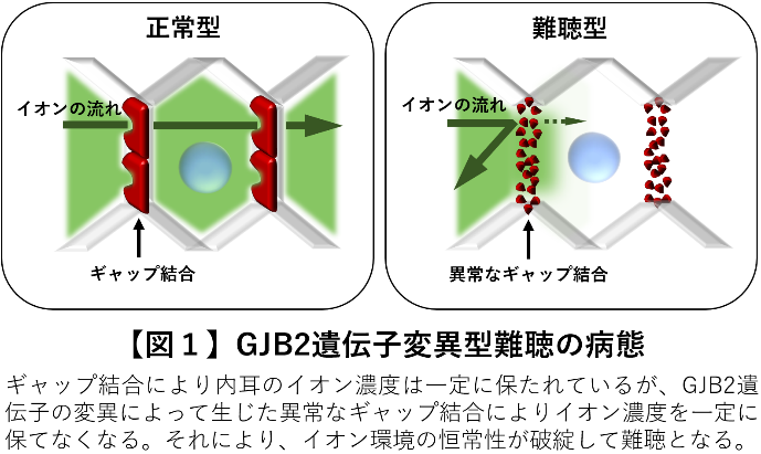 神谷先生画像1